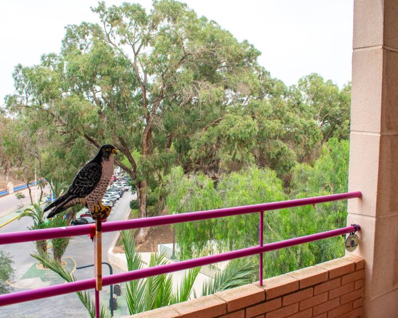 Apartment - Flat · Second hand · Guardamar del Segura · Centro