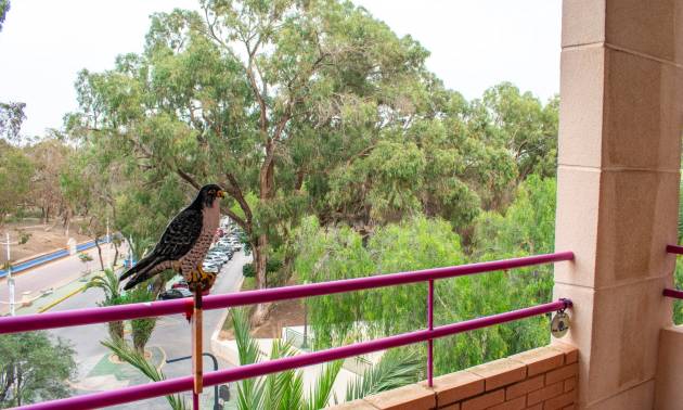 Appartement - Plat - Tweedehands - Guardamar del Segura - Centro