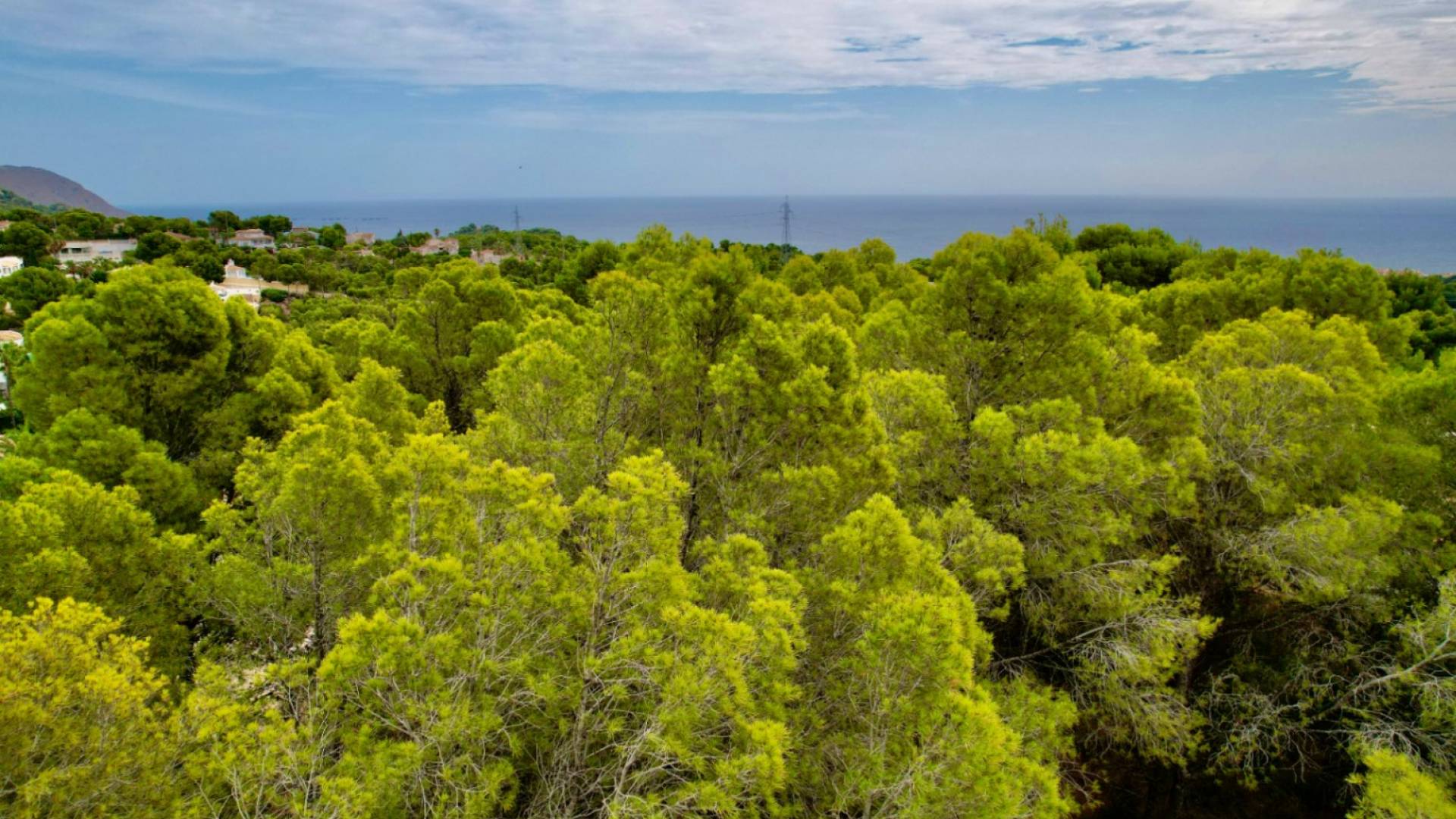 D'occasion - - - Altea - Galera las palmeras