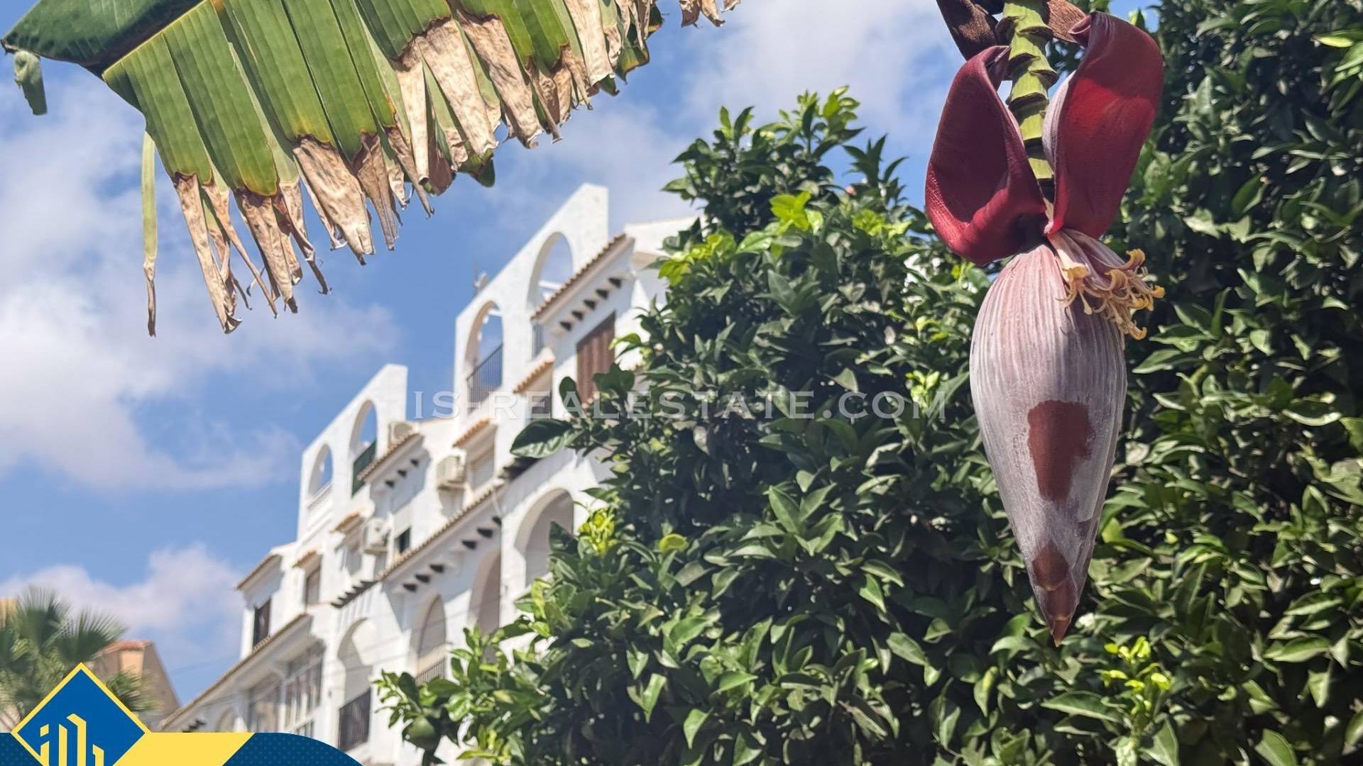 D'occasion - Jumelée - Torrevieja - Calas blanca