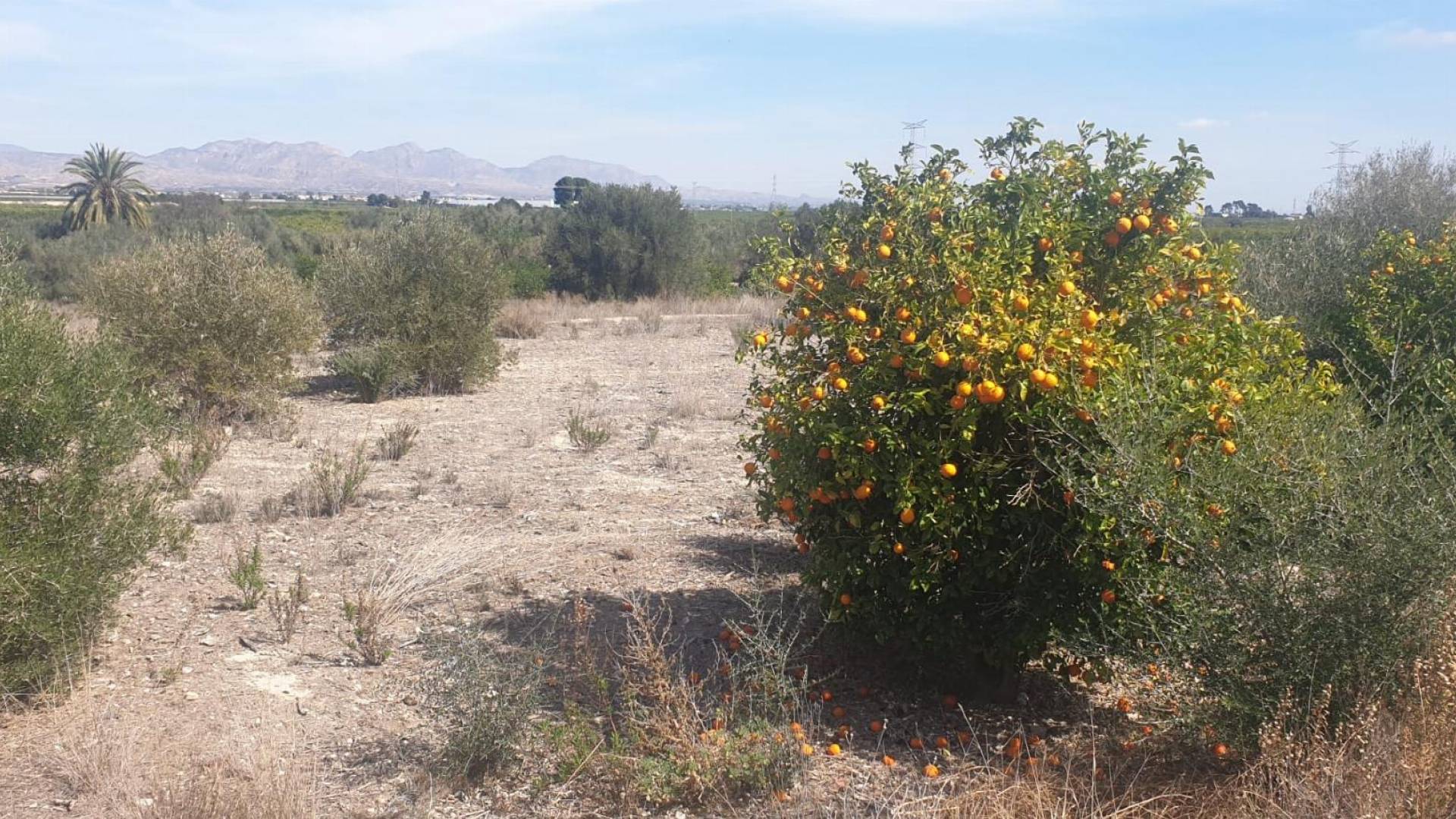 D'occasion - Terreno - Benferri - HUERTA PUEBLO