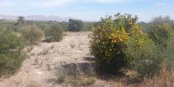 D'occasion - Terreno - Benferri - HUERTA PUEBLO