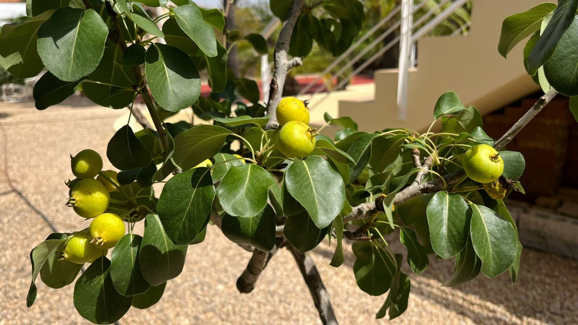 D'occasion - Villa indépendante - Benidorm