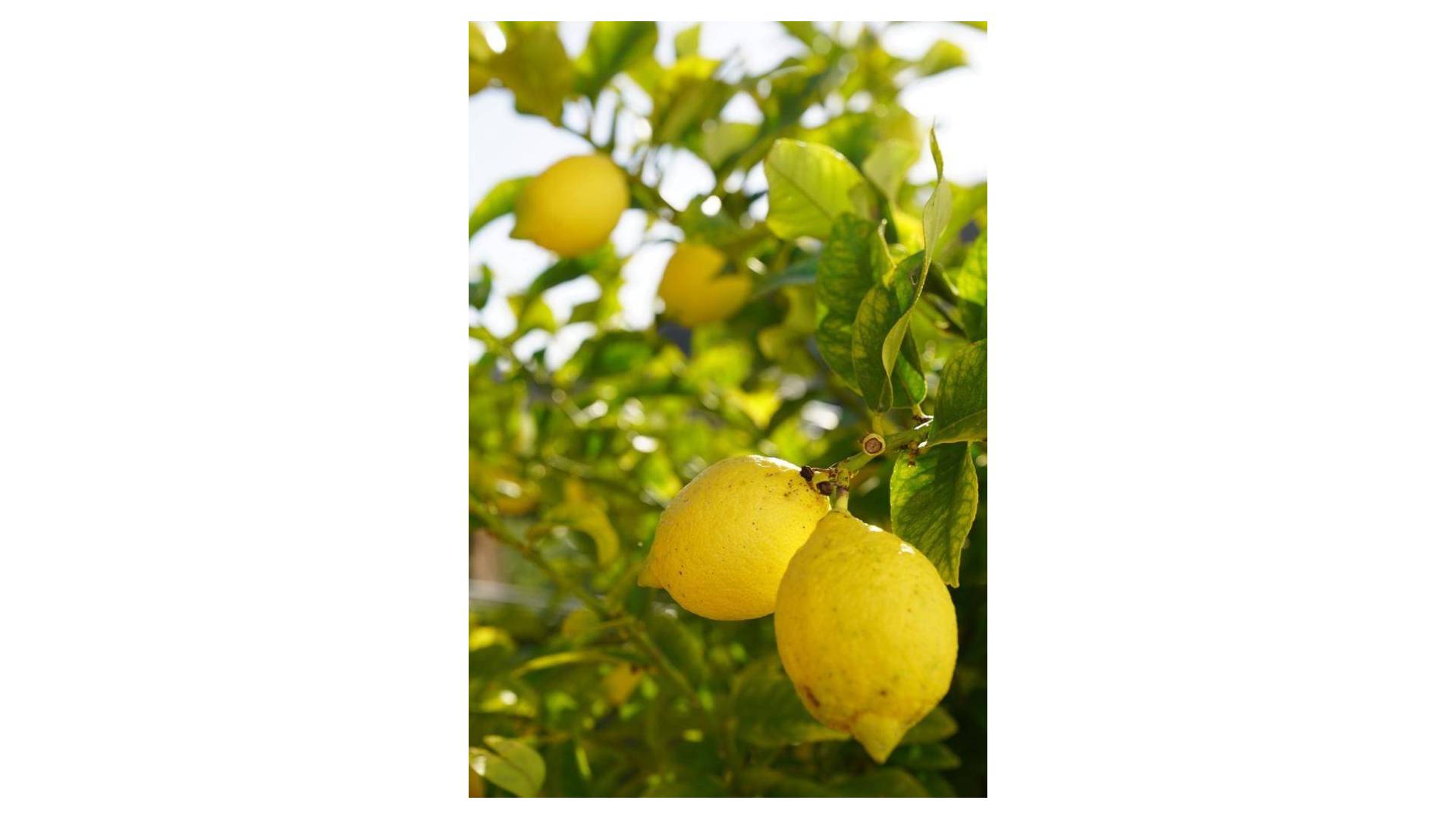 D'occasion - Villa indépendante - Jávea - Balcón al mar - Cap Martí