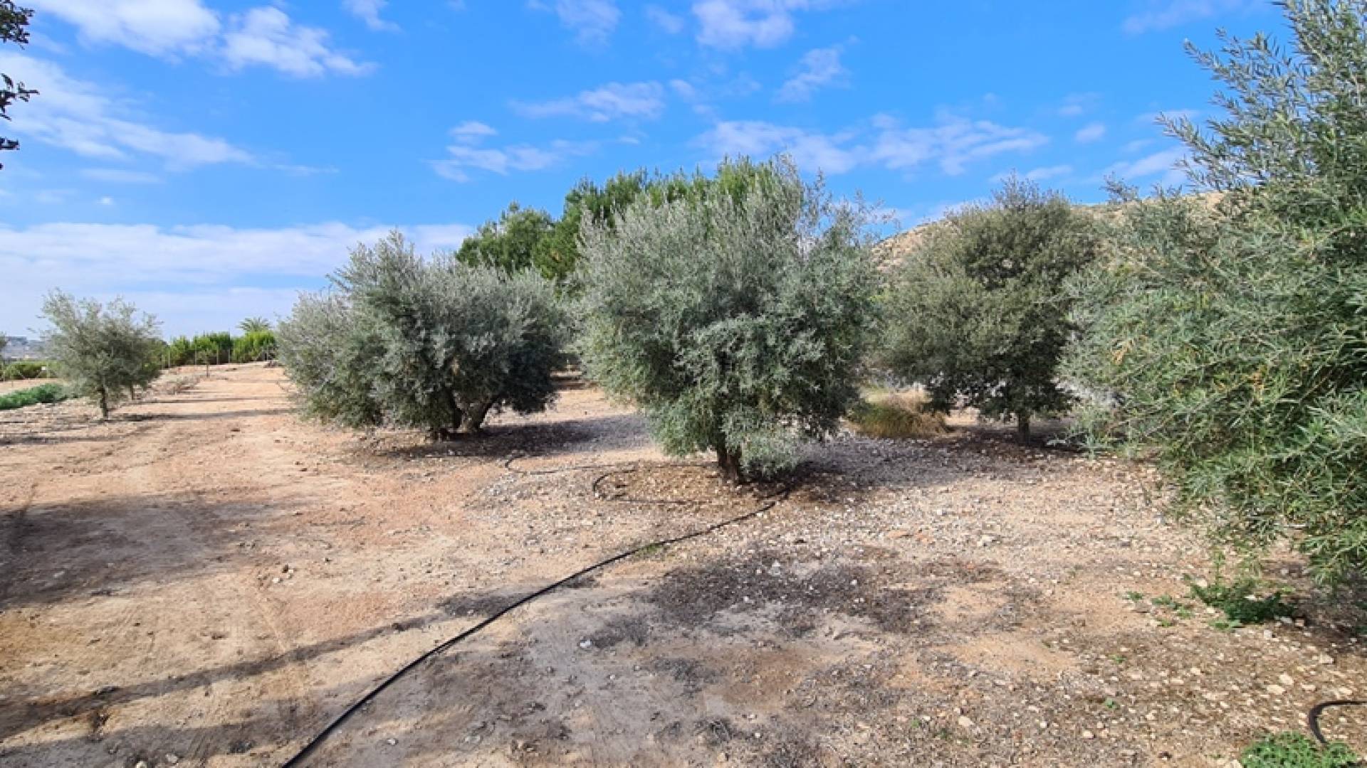 D'occasion - Villa indépendante - Orihuela - La Matanza