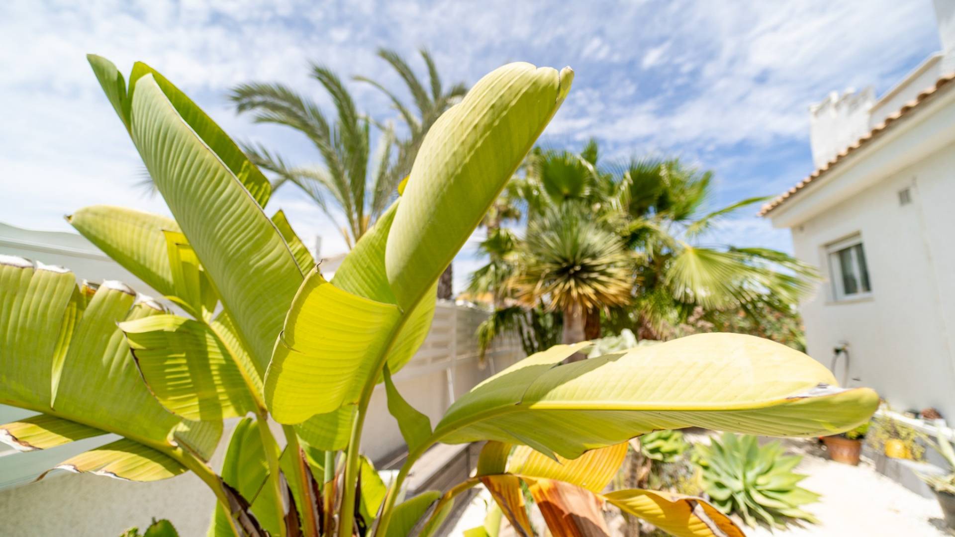 D'occasion - Villa indépendante - Torrevieja - La Siesta - El Salado - Torreta