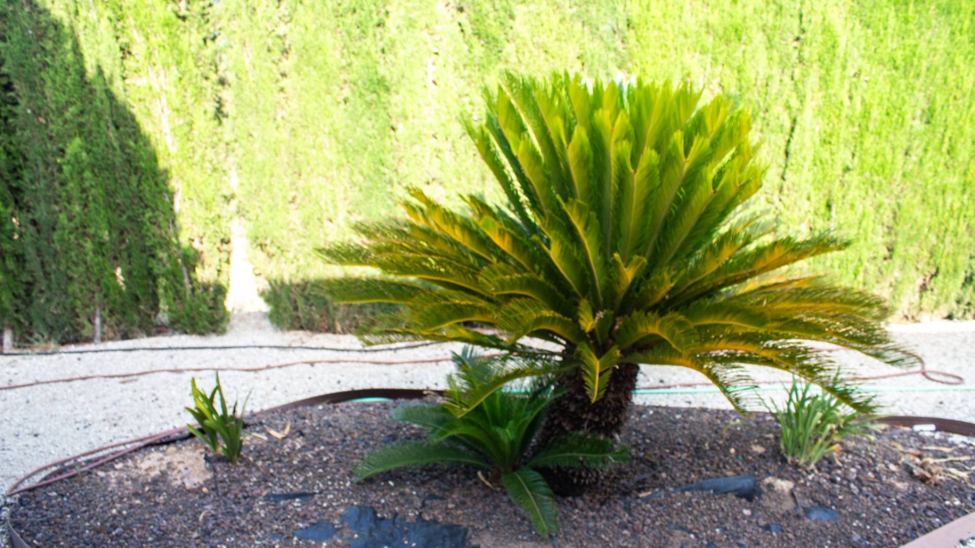 D'occasion - Villa / Semi détaché - Las Torres de Cotillas