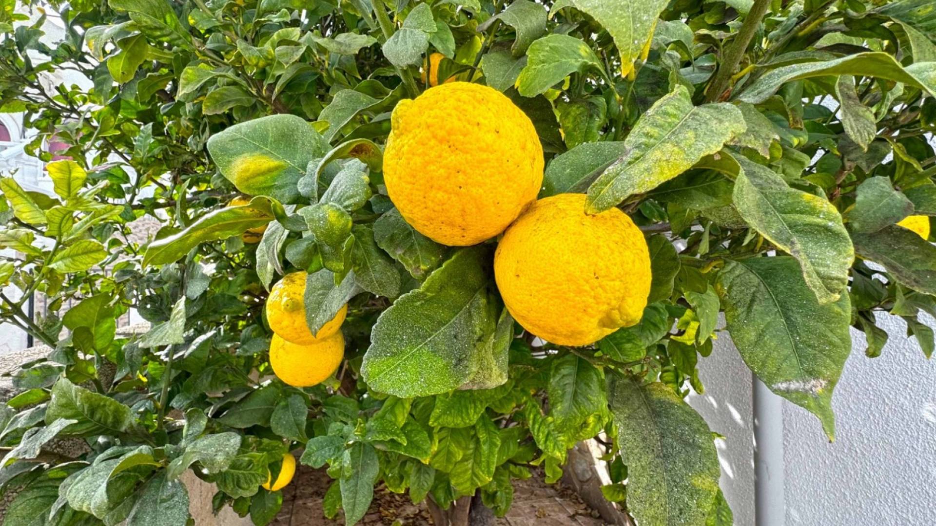 D'occasion - Villa / Semi détaché - San Miguel de Salinas