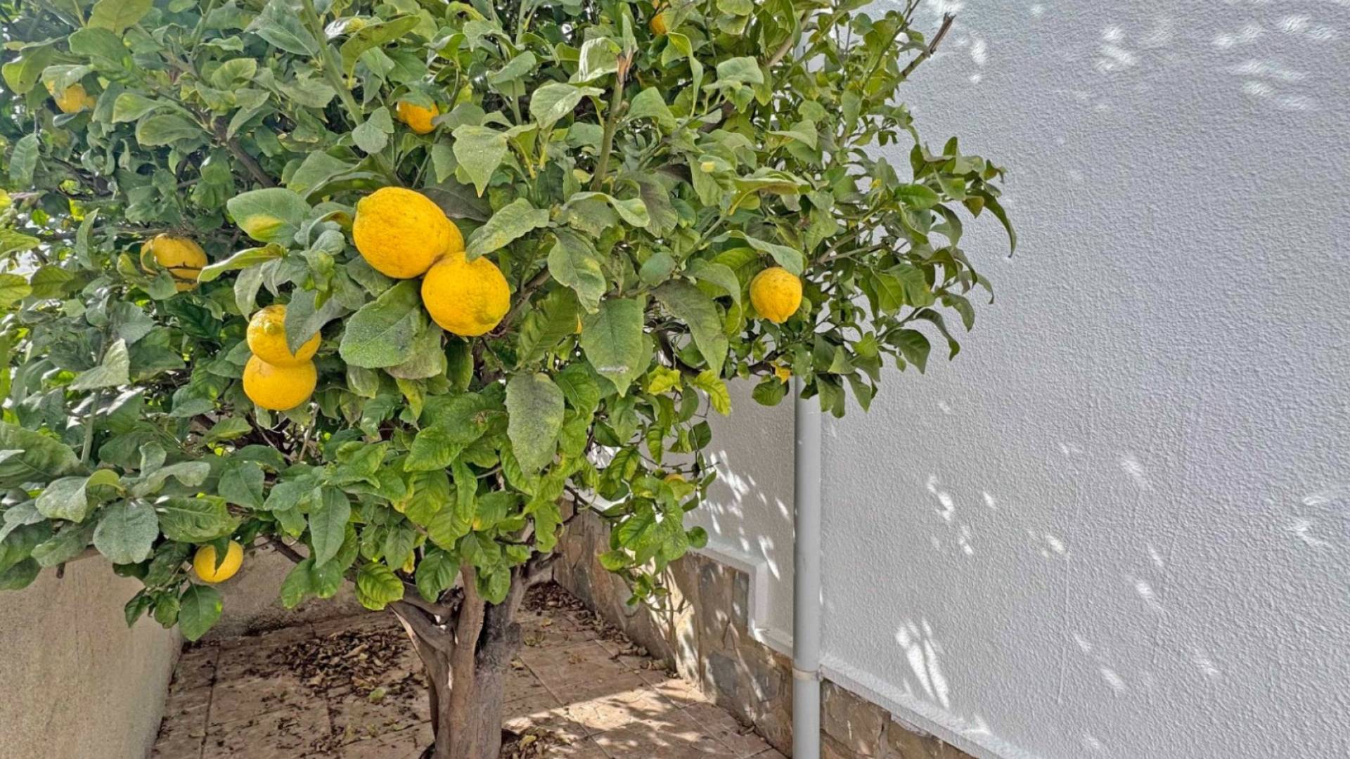 Gebraucht - Doppelhaushälfte - San Miguel de Salinas