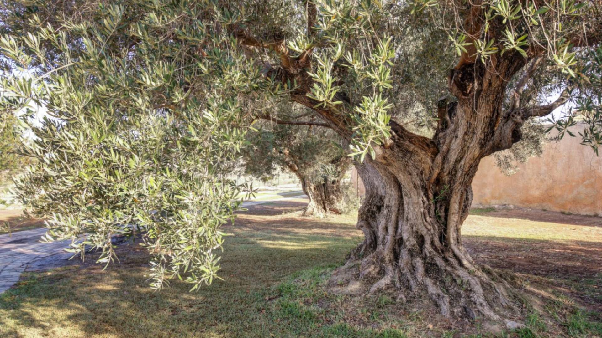 Gebraucht - Finca Landgrundstück - Moraira - Campo