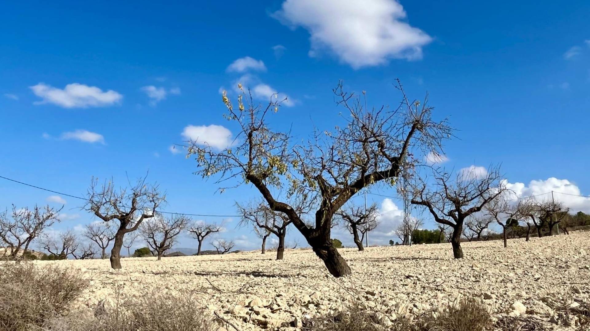 Gebraucht - Plot - Bullas - Costa Calida