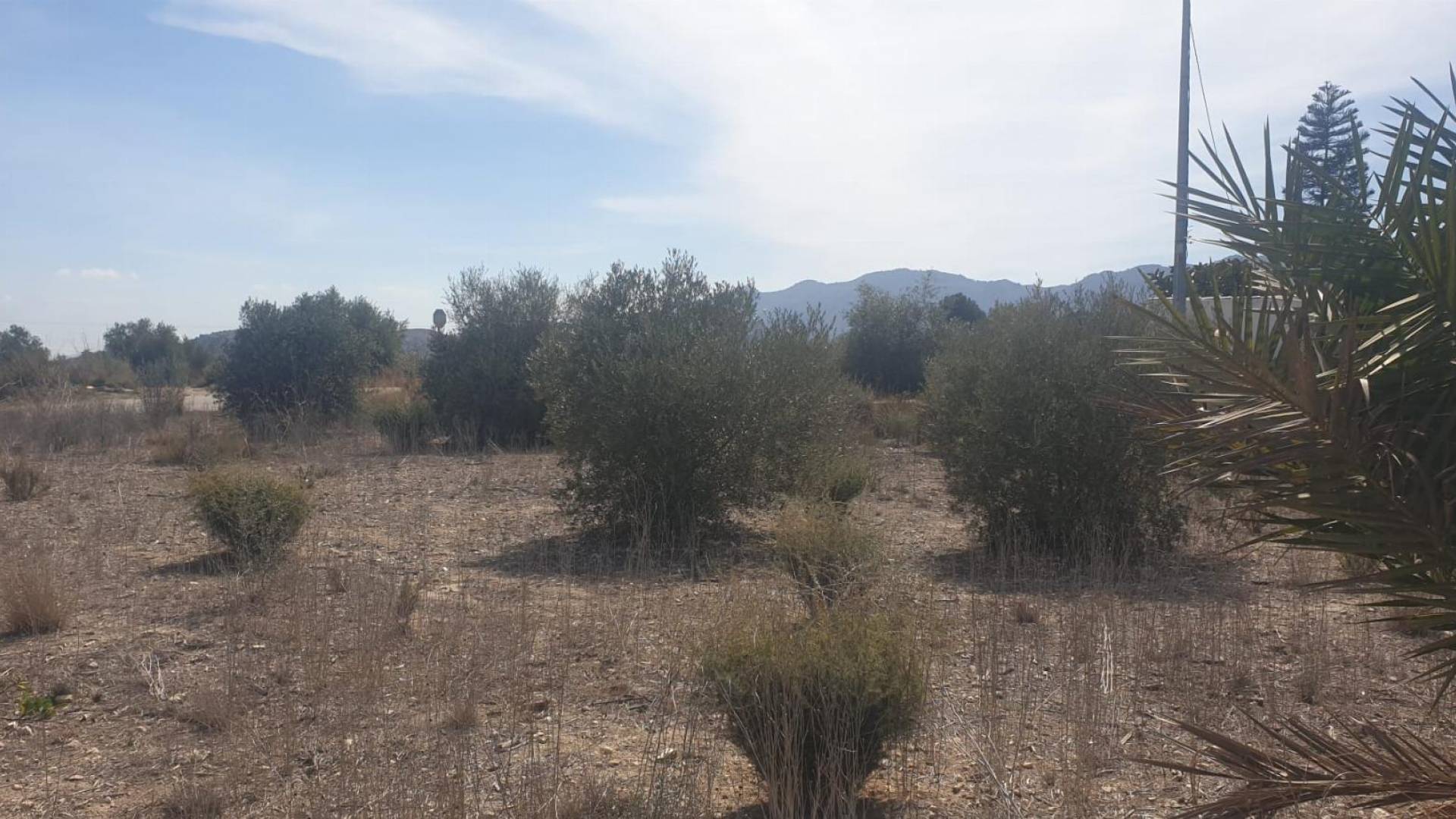 Gebraucht - Terreno - Benferri - HUERTA PUEBLO