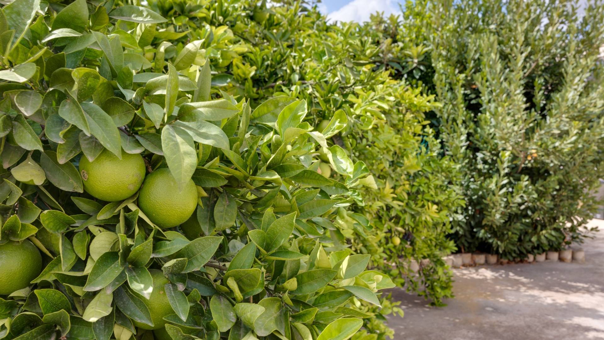 Gebraucht - Unabhängige Villa - Orihuela