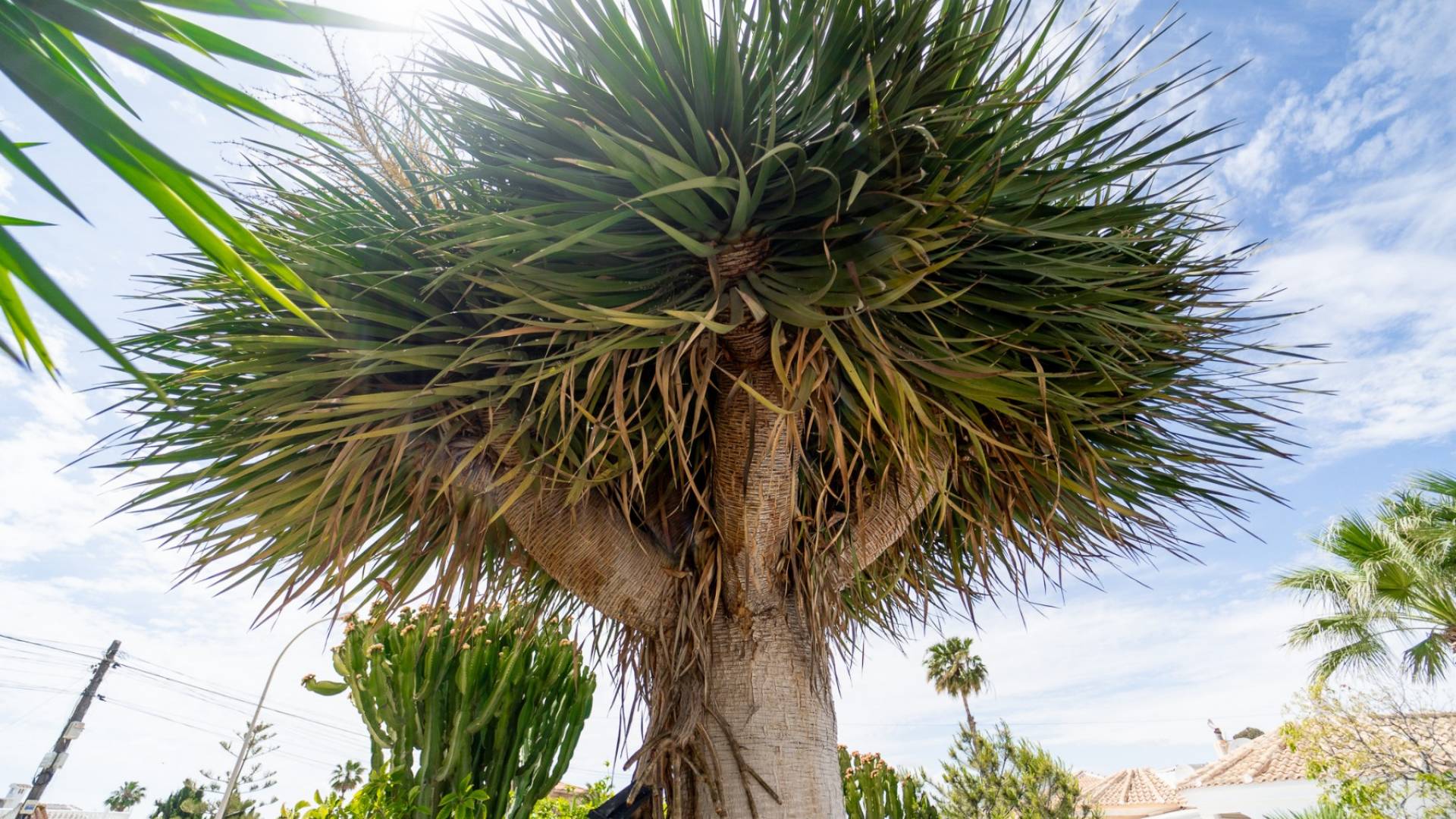 Gebraucht - Villa - freistehend - Torrevieja - La Siesta - El Salado - Torreta