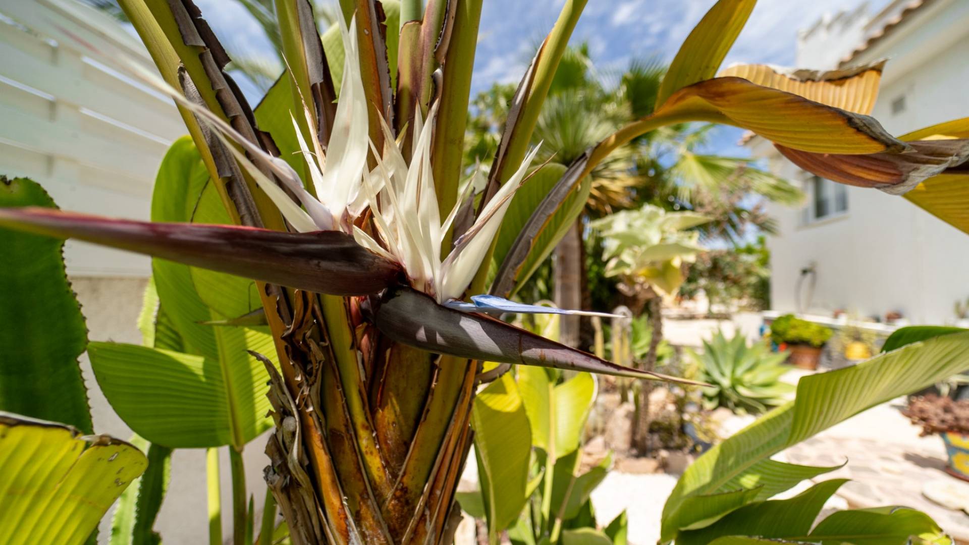 Gebraucht - Villa - freistehend - Torrevieja - La Siesta - El Salado - Torreta