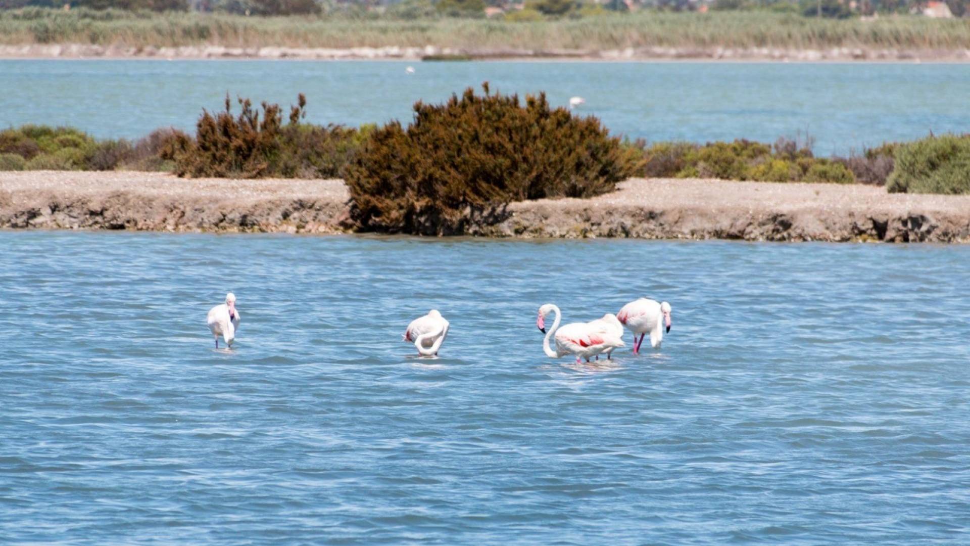 Gebraucht - Wohnung - Torrevieja - La Mata
