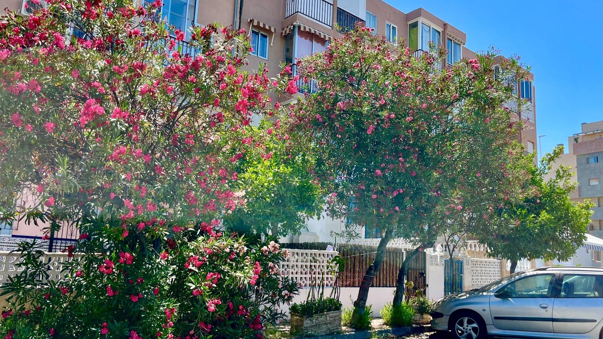 Gebraucht - Wohnung - Torrevieja - La Mata