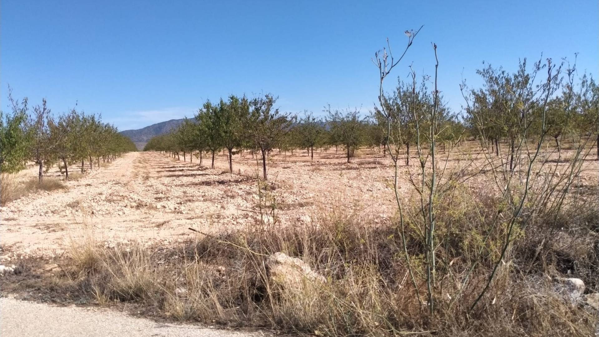 Neubau - Unabhängige Villa - Pinoso