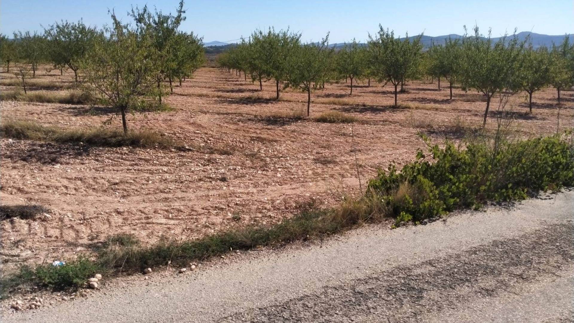 Neubau - Unabhängige Villa - Pinoso