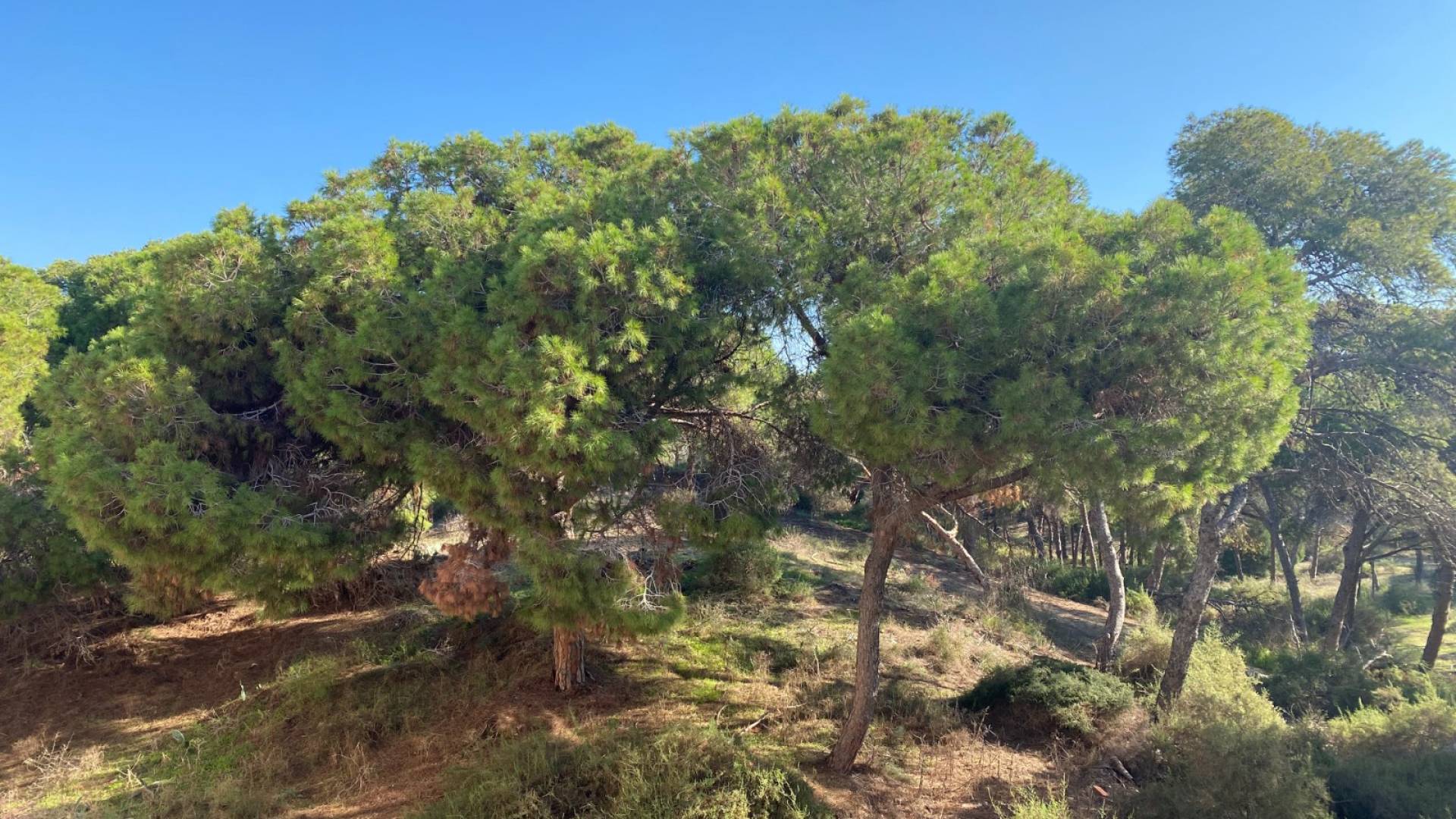 New Build - Apartment Ground Floor Apartment - Guardamar del Segura - Centro