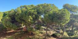 New Build - Apartment - Guardamar del Segura - Centro
