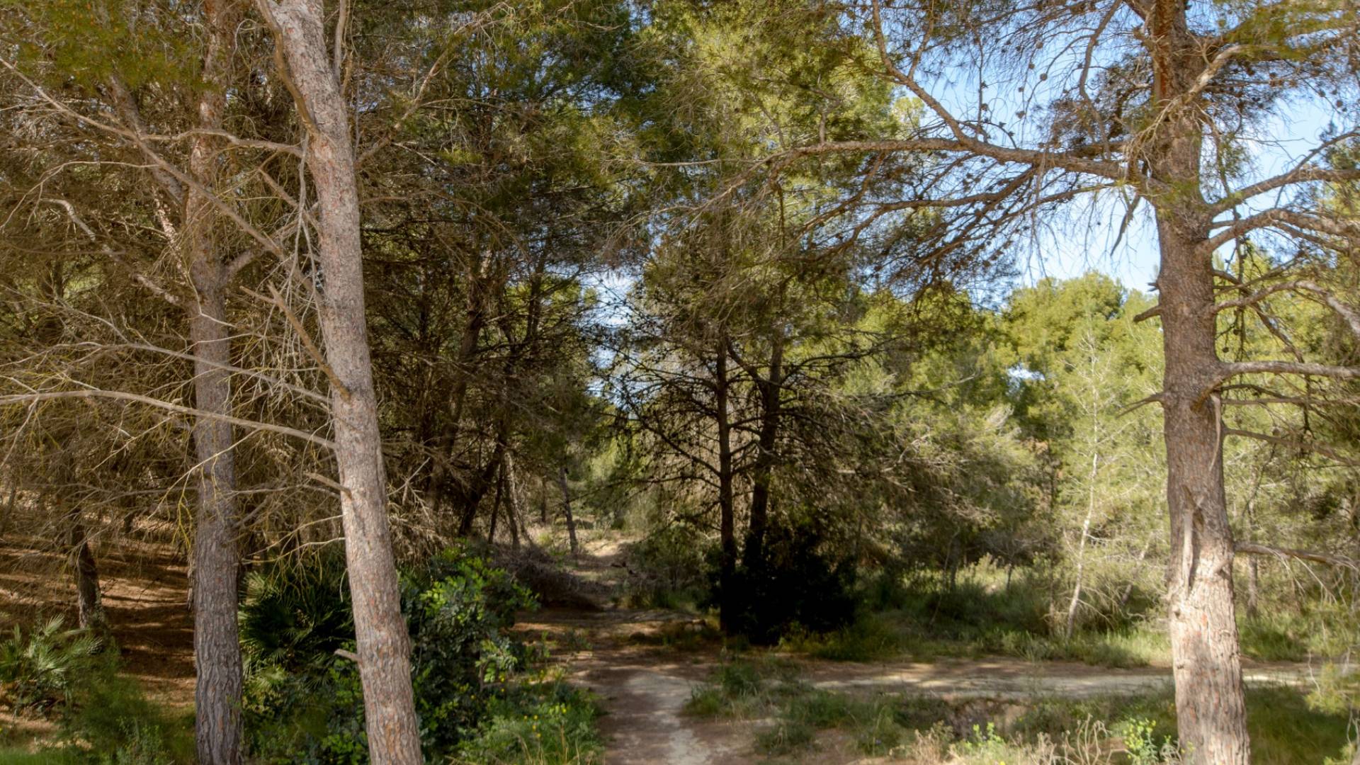 Nouvelle construction - Villa / Semi détaché - San Miguel de Salinas