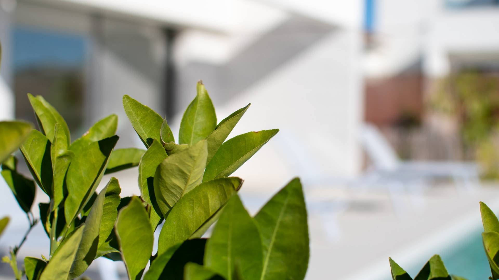 nowa inwestycja - Wolnostojąca willa - Los Montesinos - Montesinos