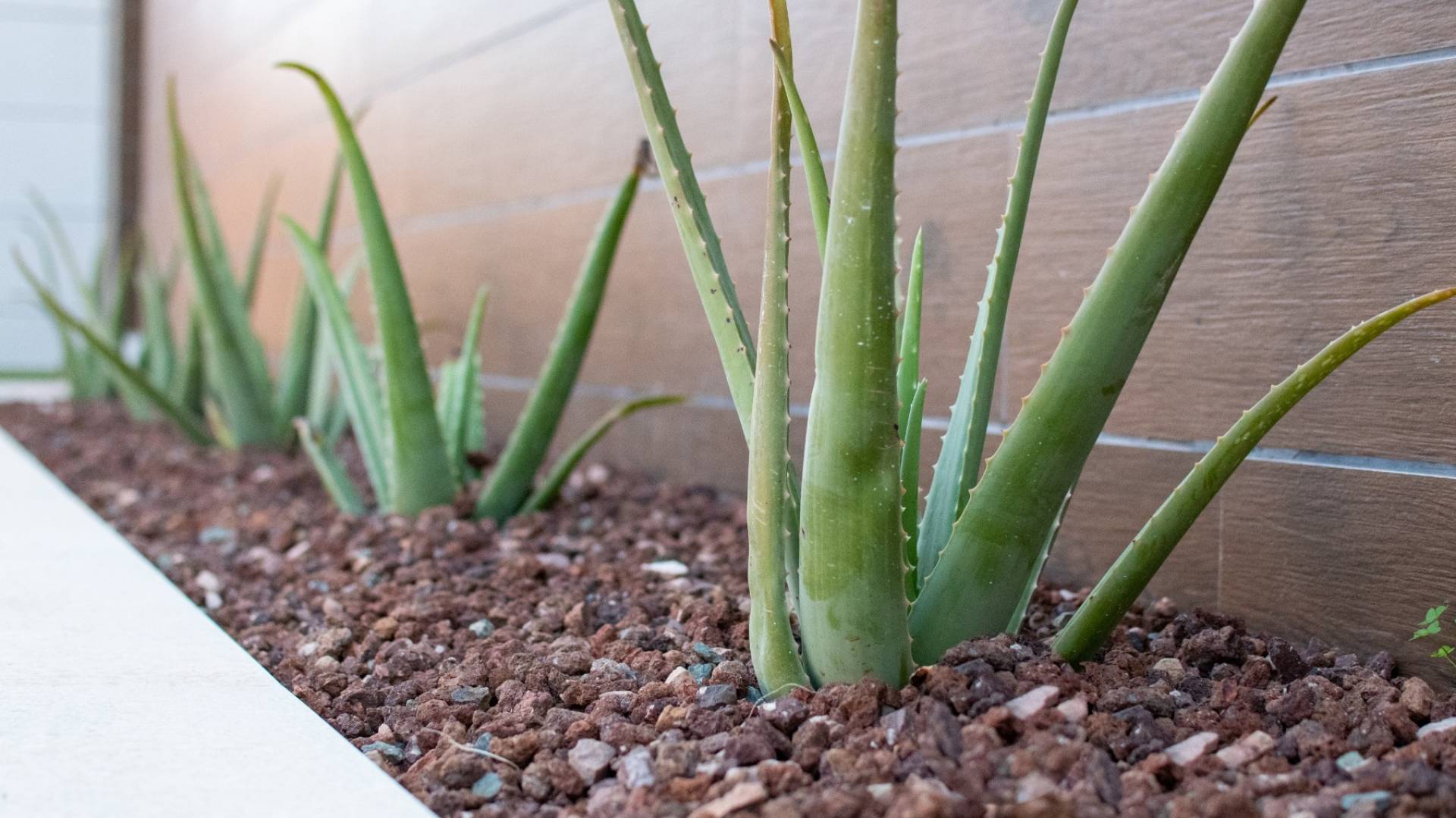 nowa inwestycja - Wolnostojąca willa - Los Montesinos - Montesinos