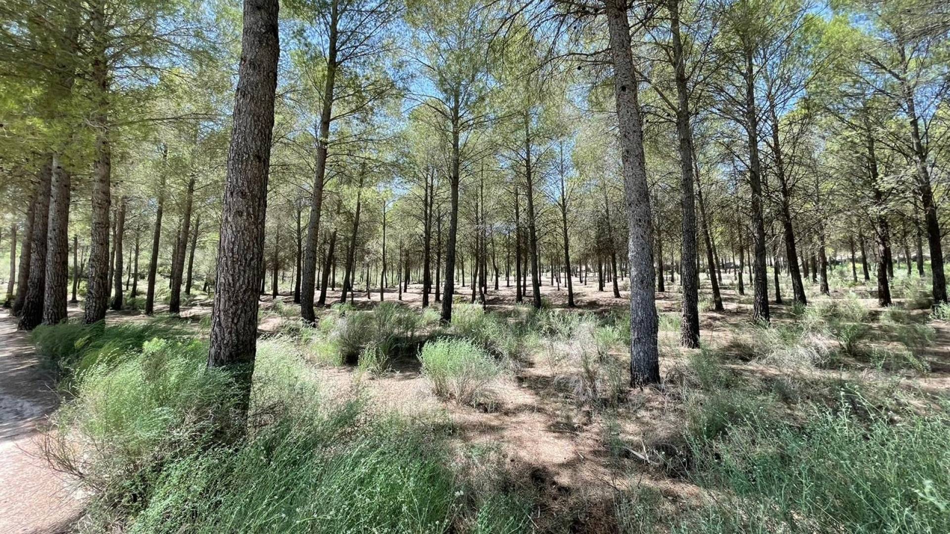 Nueva construcción  - Villa independiente - Calasparra