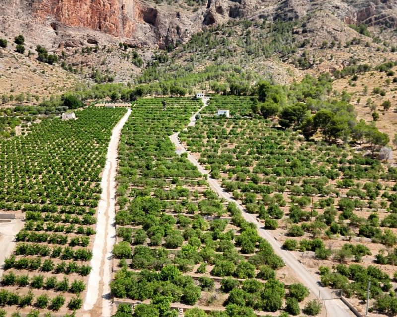 Propriété de campagne Finca · D'occasion · Orihuela · Orihuela