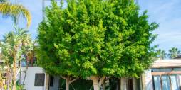 Second hand - Independent villa - Algorfa - La Finca Golf