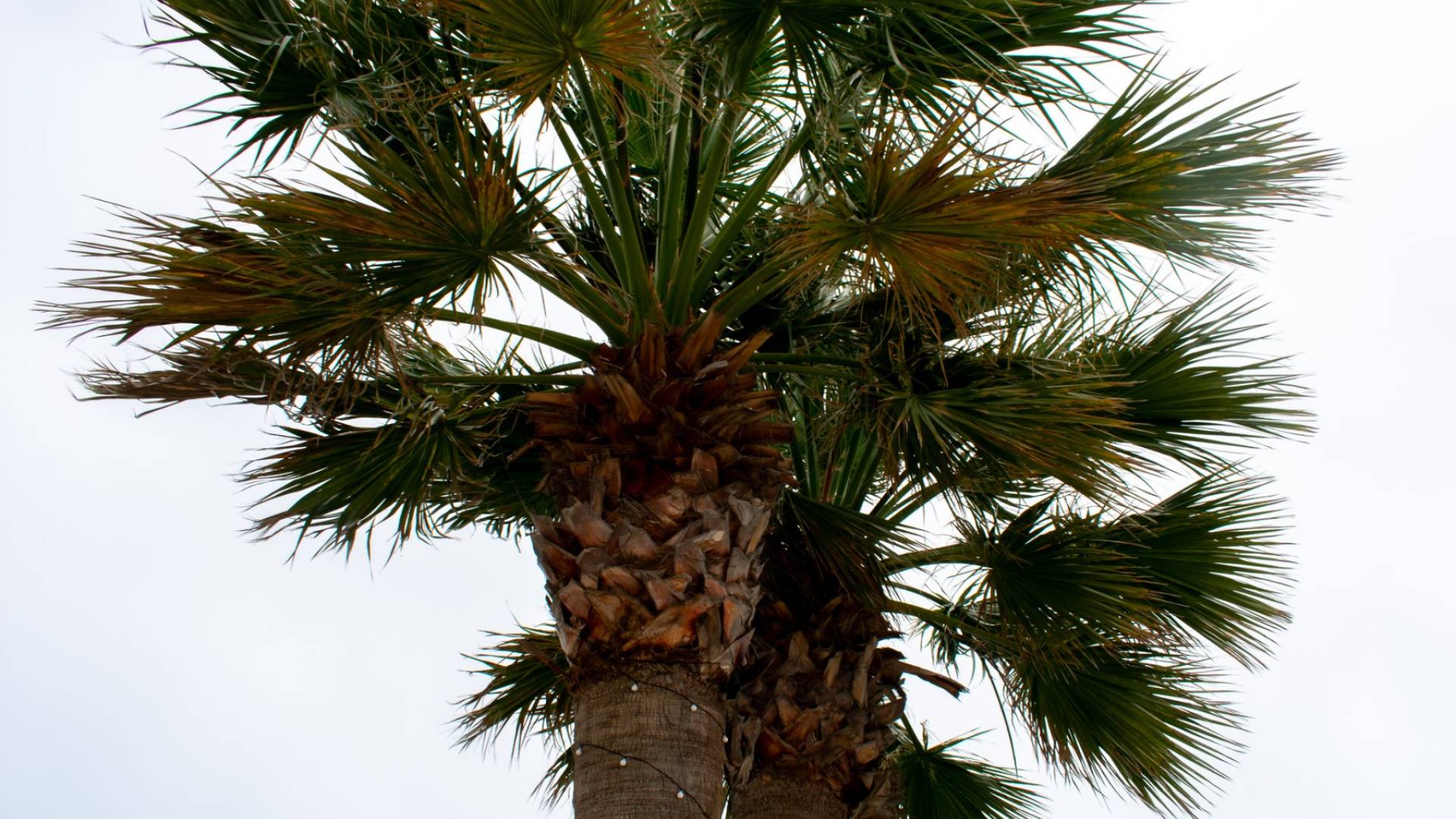 Second hand - Independent villa - CARTAGENA - La Manga del Mar Menor