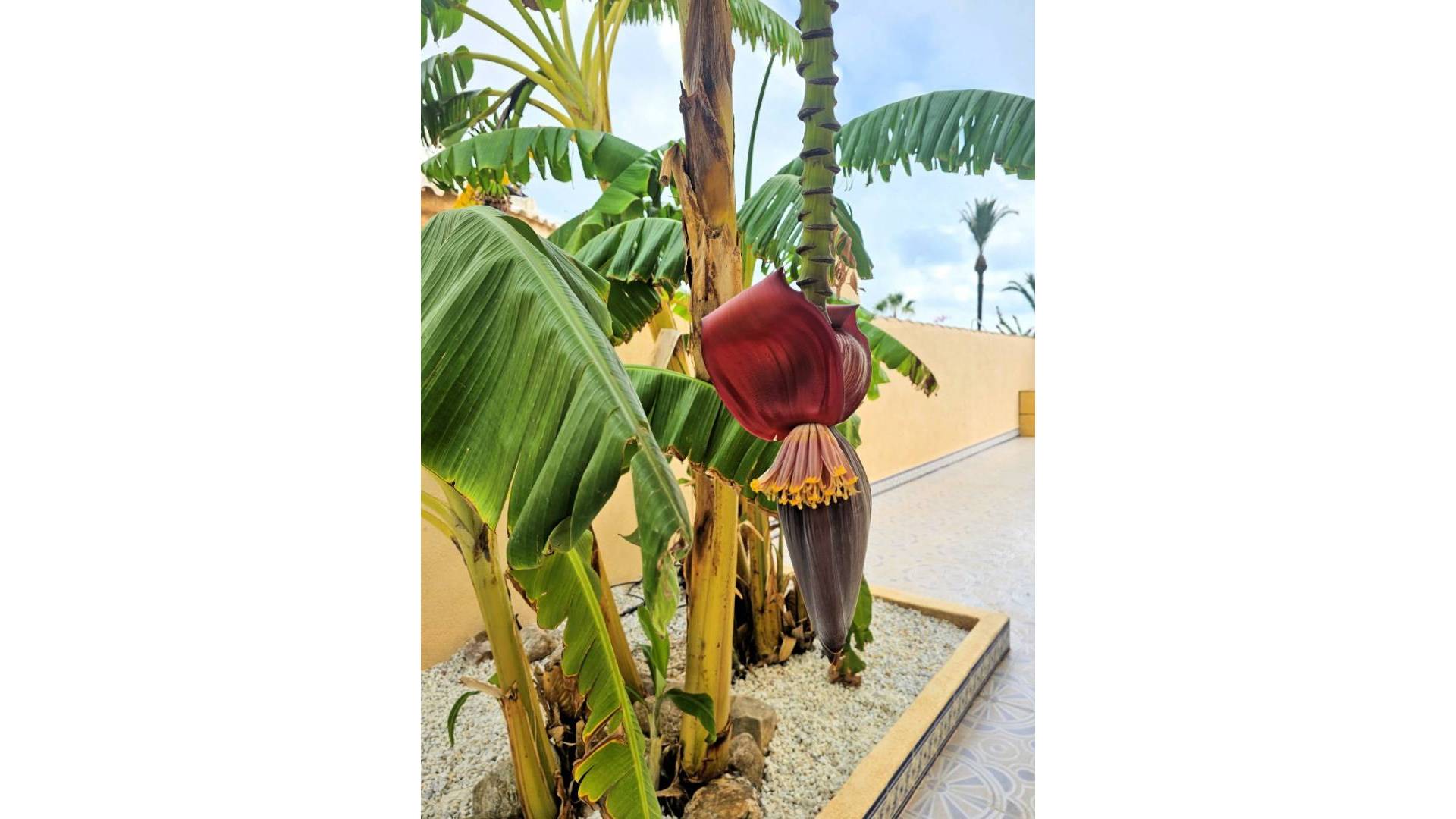 Second hand - Independent villa - Los Urrutias - Estrella De Mar