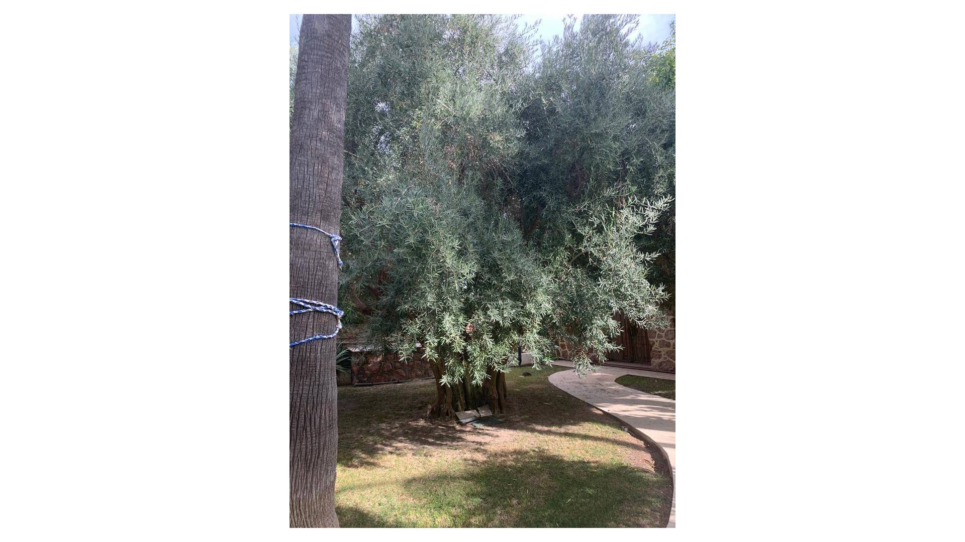 Second hand - Independent villa - Novelda