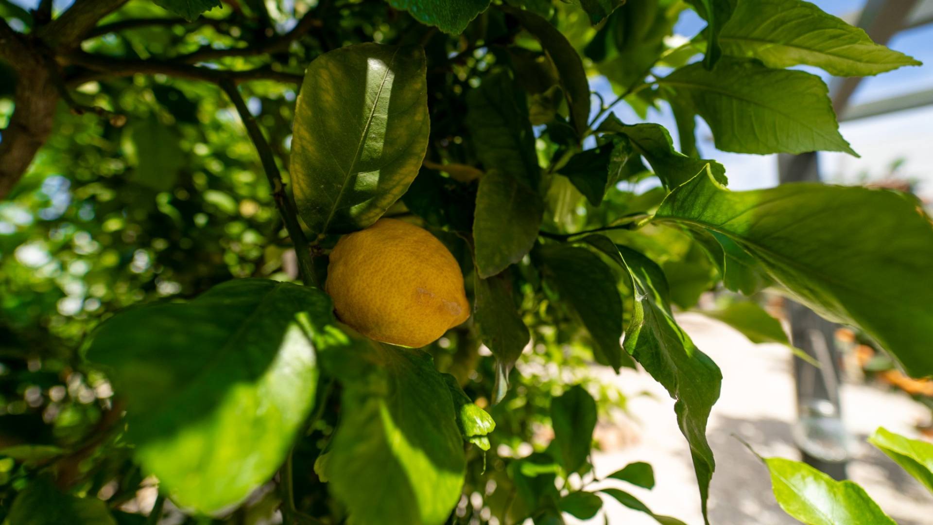 Second hand - Independent villa - Torrevieja - La Siesta - El Salado - Torreta