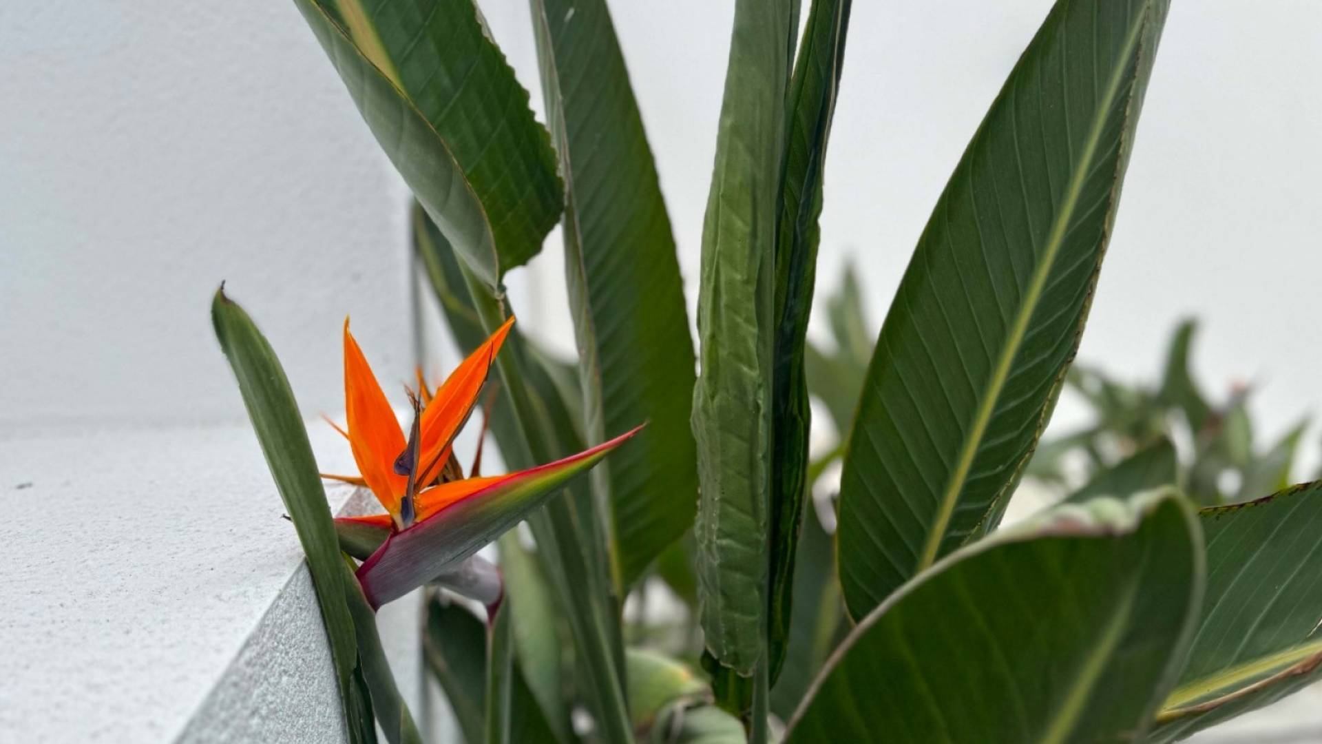 Second hand - Independent villa - Torrevieja - Los Balcones - Los Altos del Edén