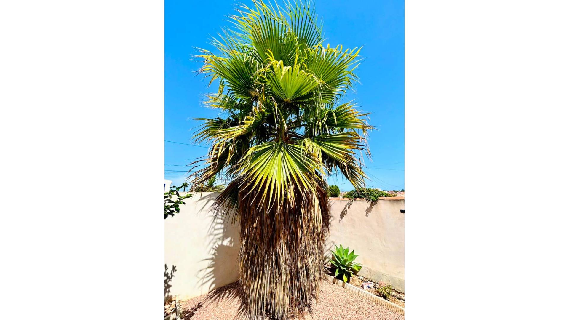 Second hand - Independent villa - Torrevieja - Urbanización San Luis