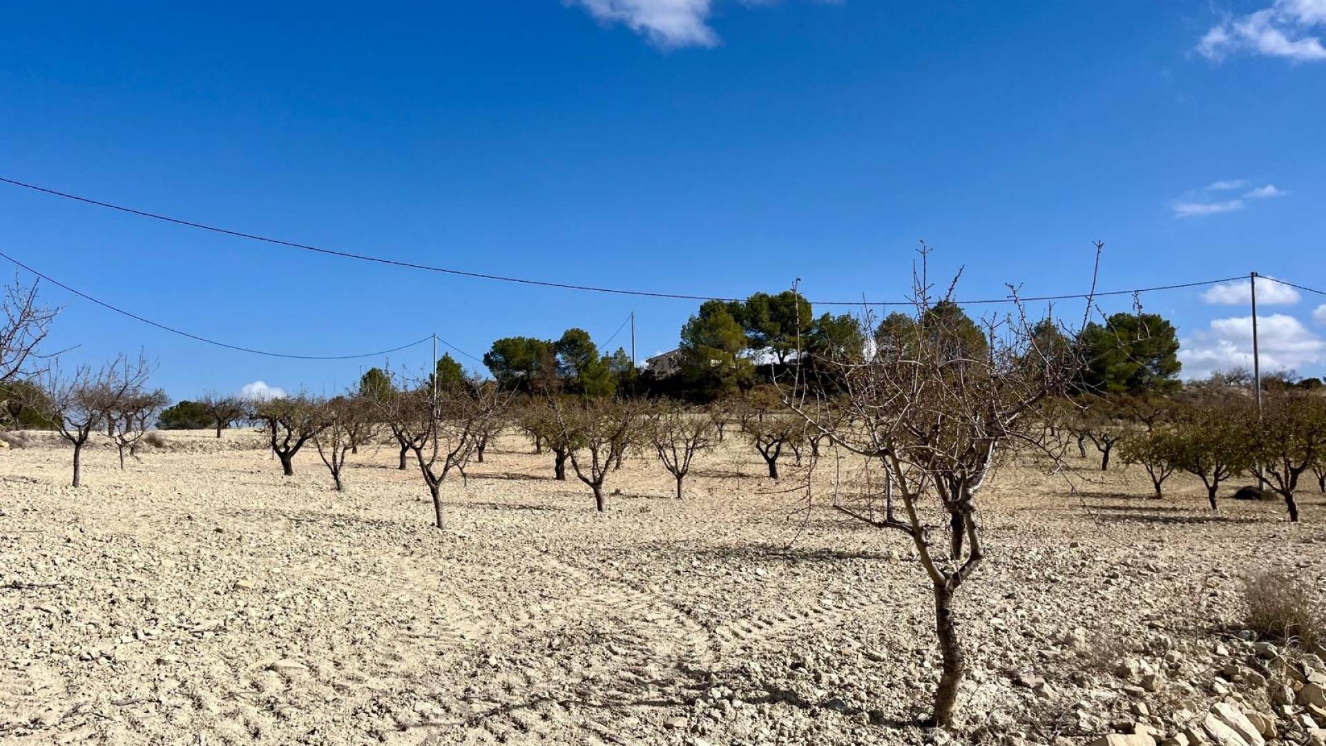 Second hand - Plot - Bullas - Costa Calida