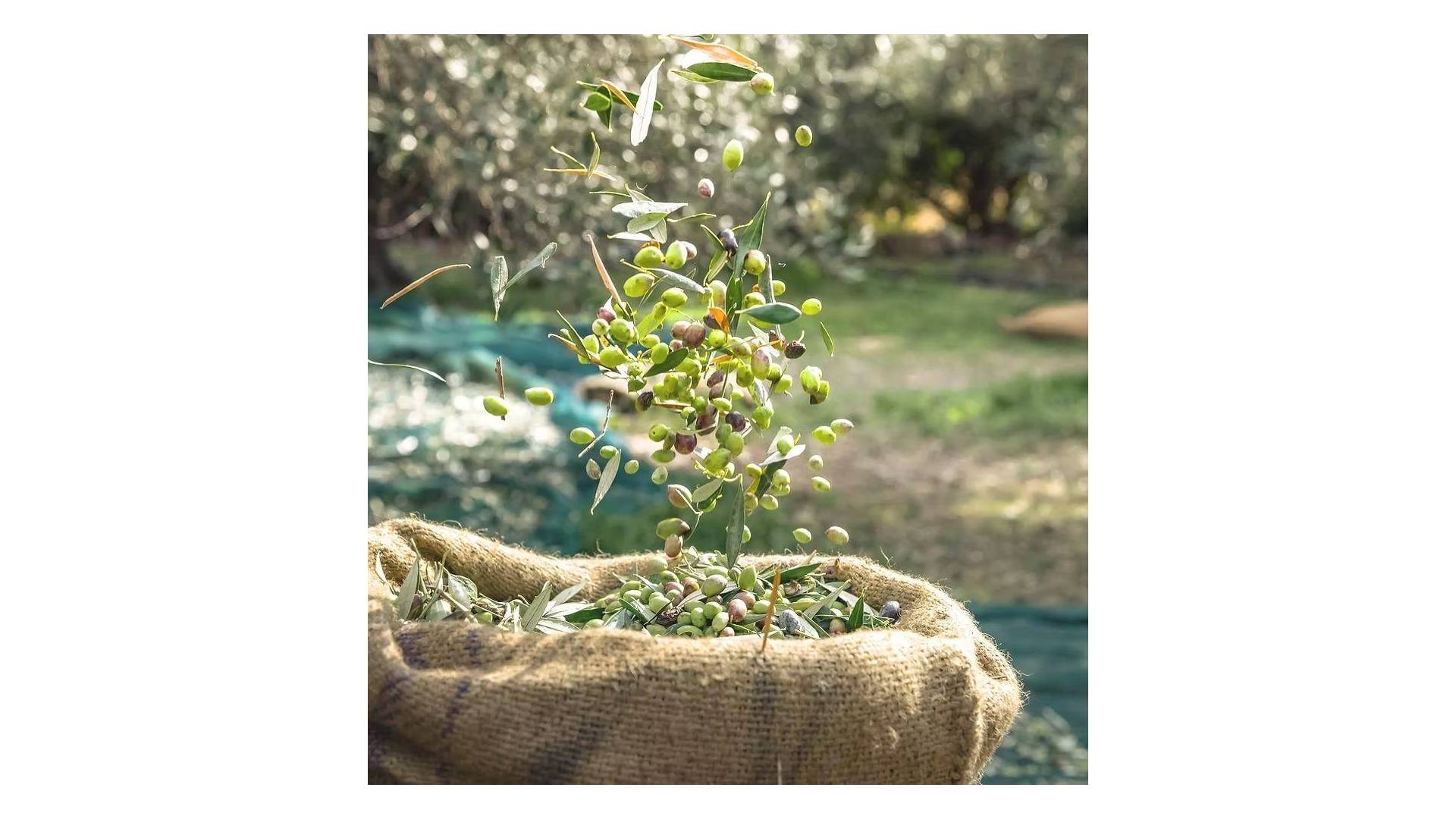 Second hand - Plot - MURCIA - Rincón de Seca