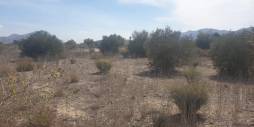 Second hand - Terreno - Benferri - HUERTA PUEBLO