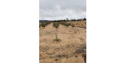Segunda Mano - Solar Terreno - Villena - Cabanes Y Las Fuentes