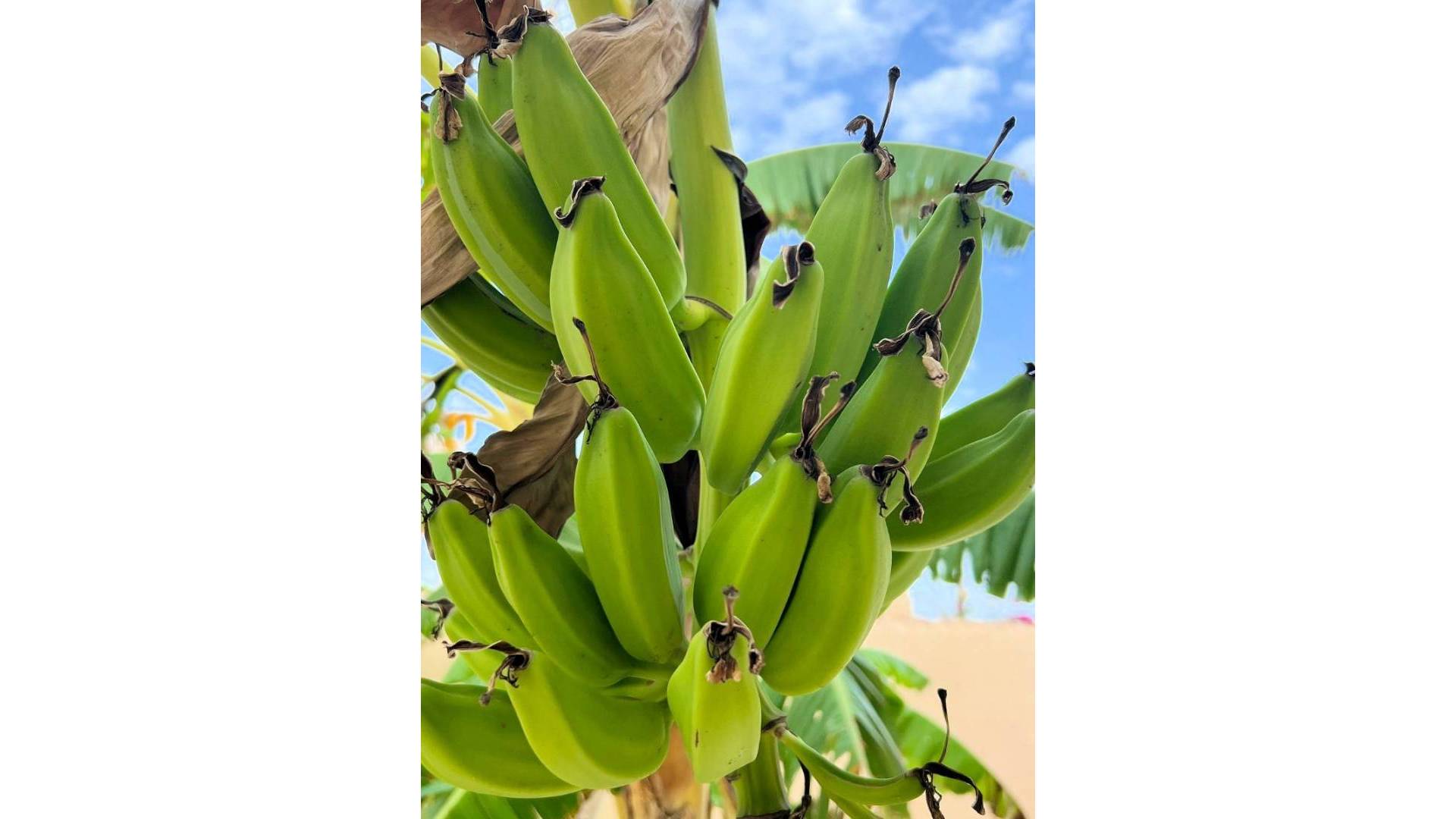 Segunda Mano - Villa independiente - Los Urrutias - Estrella De Mar