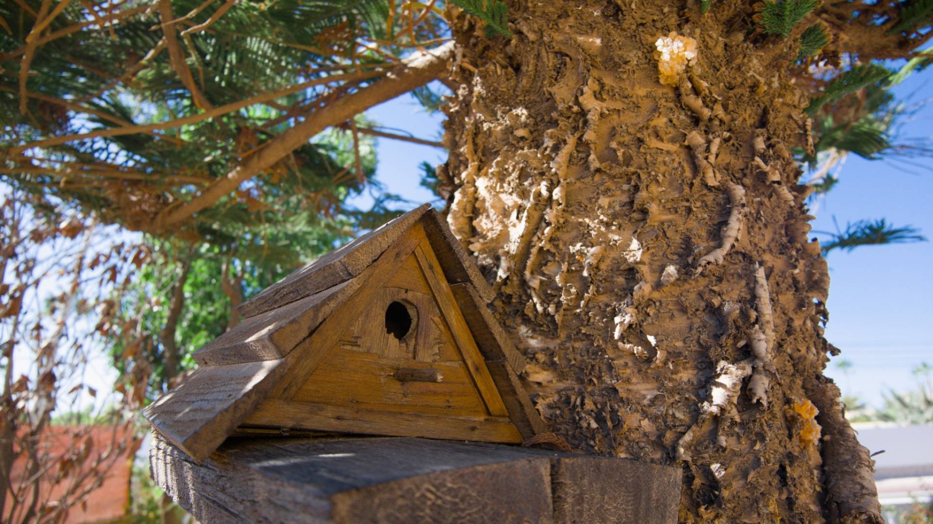 Segunda Mano - Villa independiente - Torrevieja - La Siesta