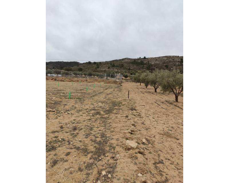 Solar Terreno · Segunda Mano · Villena · Cabanes Y Las Fuentes
