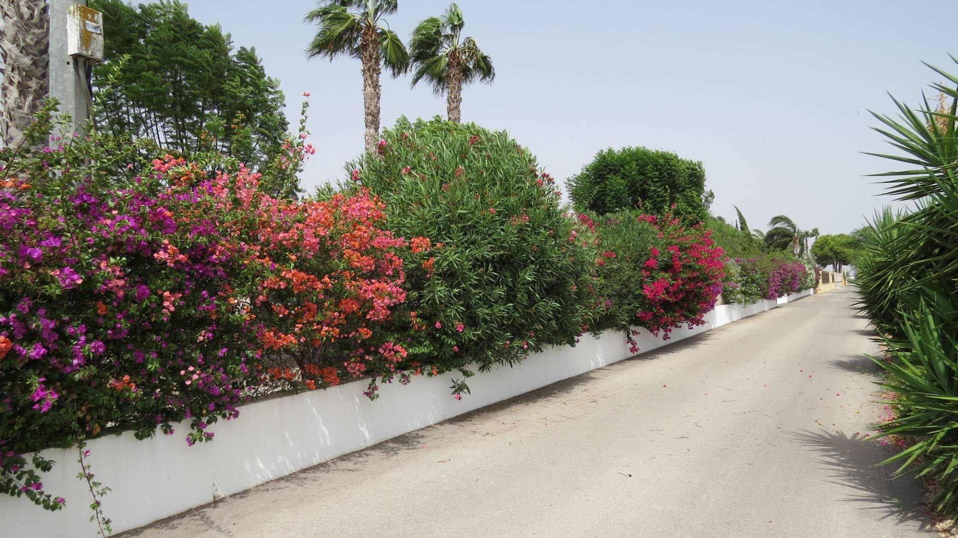 Tweedehands - Finca Landgoed - Dolores