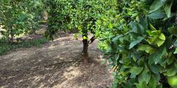 Tweedehands - Onafhankelijke villa - Crevillente