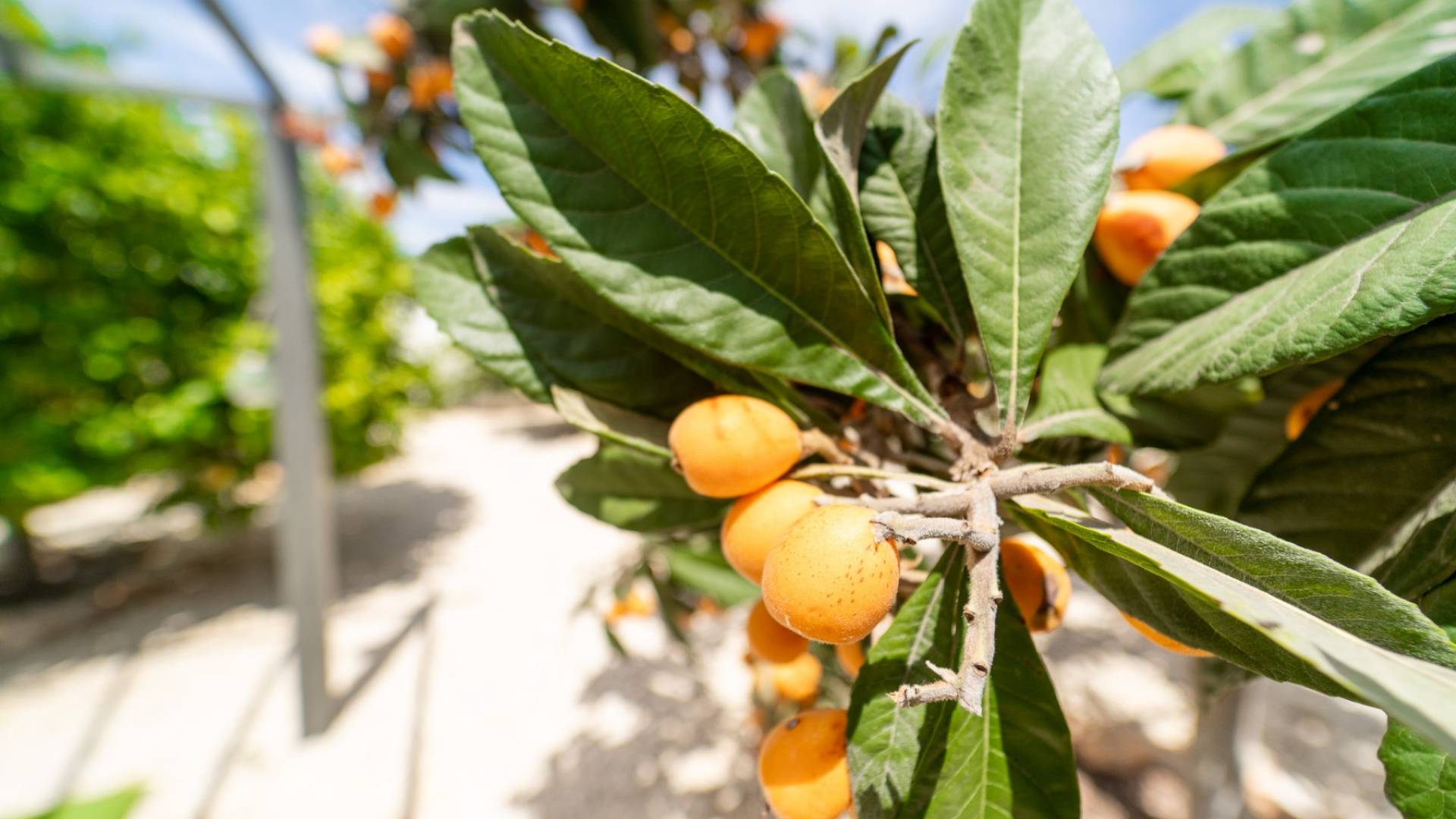 Tweedehands - Onafhankelijke villa - Torrevieja - La Siesta - El Salado - Torreta