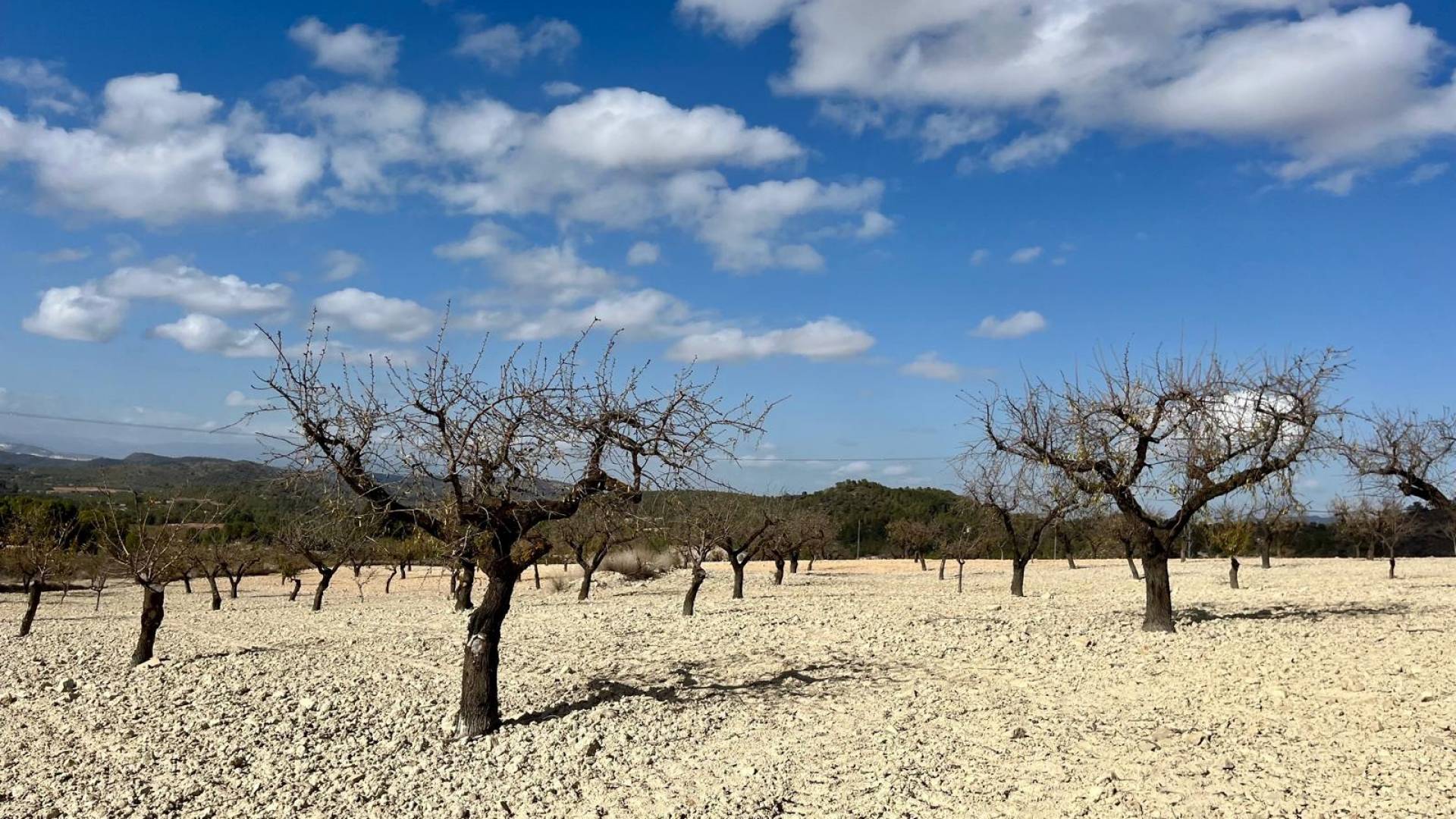 Tweedehands - Plot - Bullas - Costa Calida