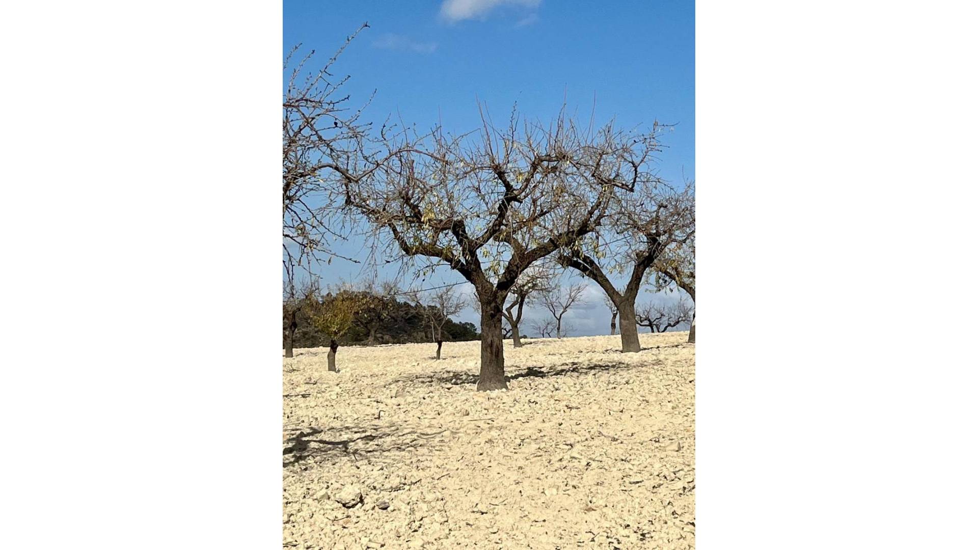 Tweedehands - Plot - Bullas - Costa Calida