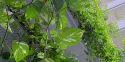 z drugiej ręki - Apartament - Torrevieja - Playa del Cura